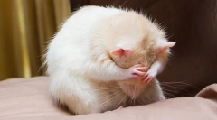 Zašto rat svrbes što učiniti